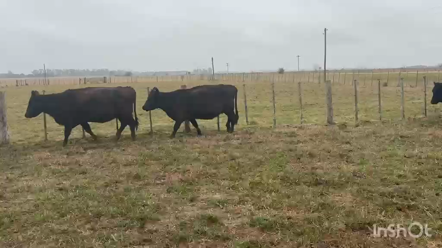 Lote 70 Vacas CUT preñadas
