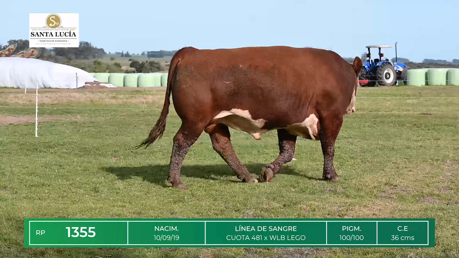 Lote TOROS HEREFORD