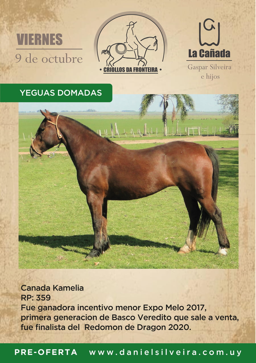 Lote Criollos da Fronteira Cañada Kamelia  RP:359