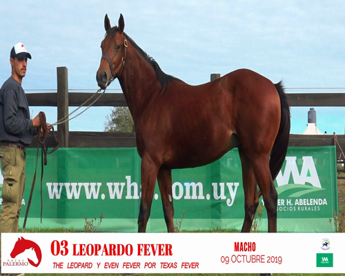 Lote LOPARDO FEVER