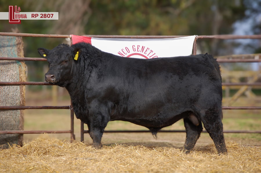 Lote TOROS ANGUS  PP