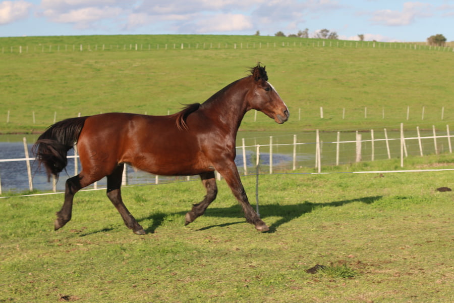 Lote SANTA GLORIA PATRIADA