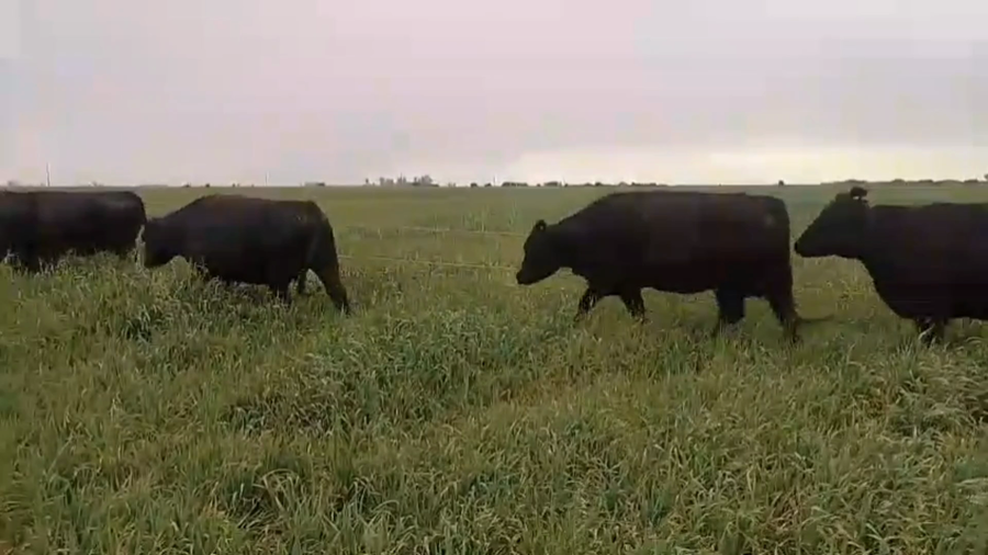 Lote 55 Vacas nuevas C/ gtia de preñez