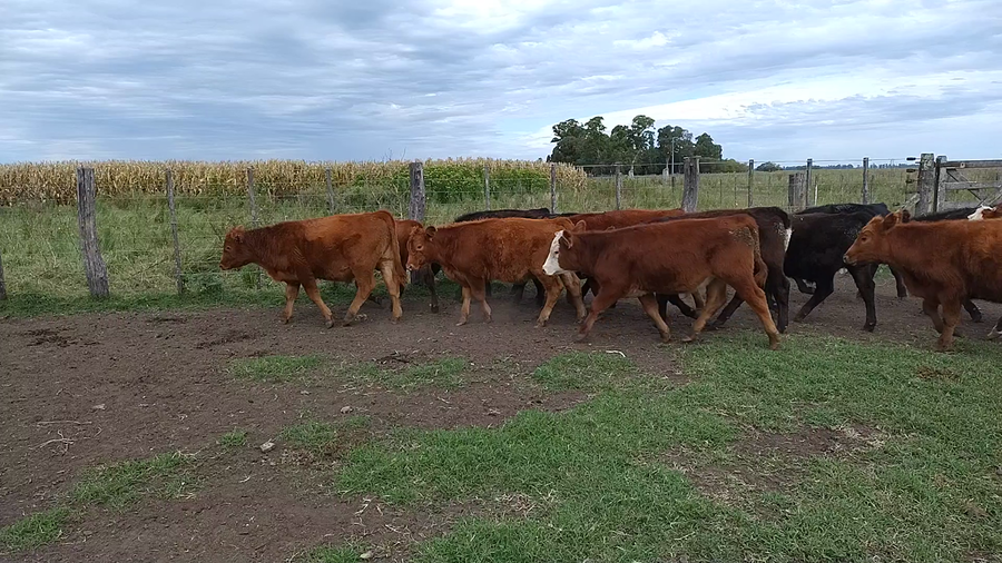Lote 40 Terneros