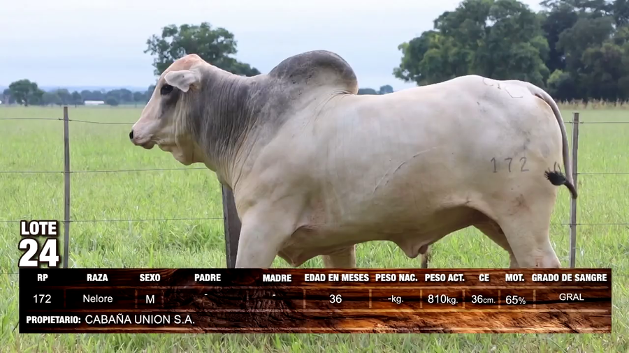 Lote Nelore