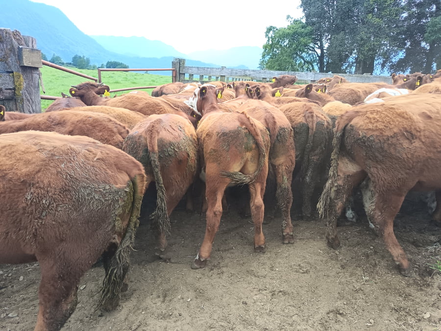 Lote 50 Novillo Engorda en Futrono, XIV Región Los Ríos