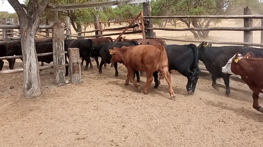 Lote 35 Ternera en Melipilla, Región Metropolitana