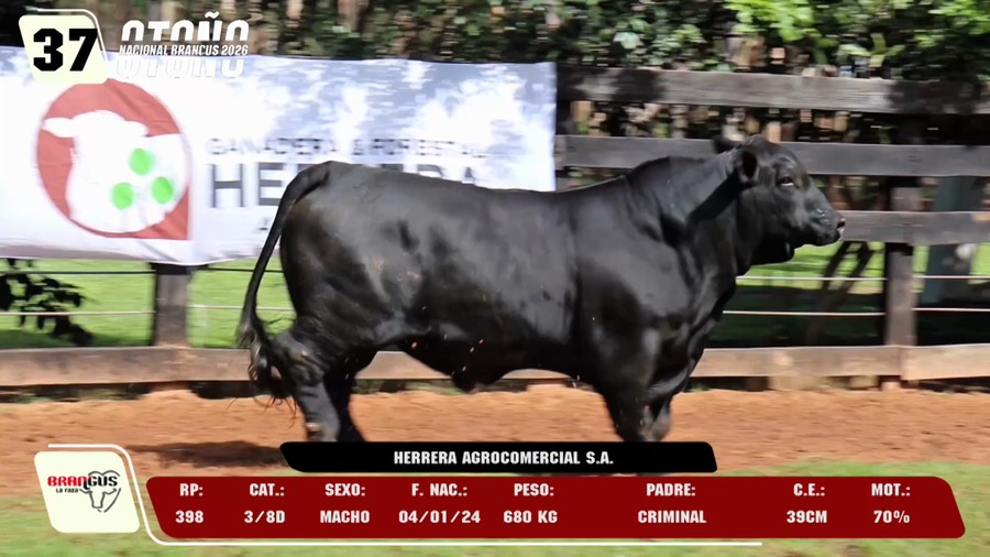 Lote LOTE 37 -DE CAMPO