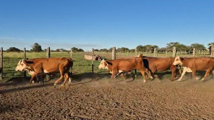 Lote 35 Vaquillonas C/ gtia de preñez