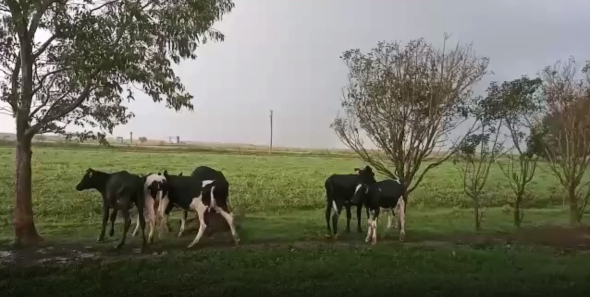 Lote 6 Terneros y Terneras en San José