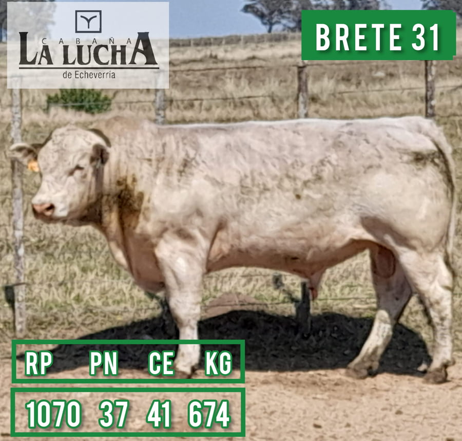 Lote TOROS CHAROLAIS PI
