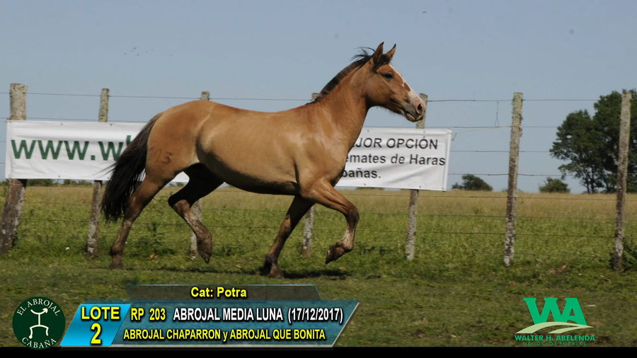 Lote ABROJAL MEDIA LUNA