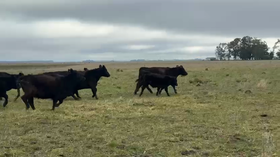 Lote 14 Vacas nuevas Preñadas en Buenos Aires, Chillar