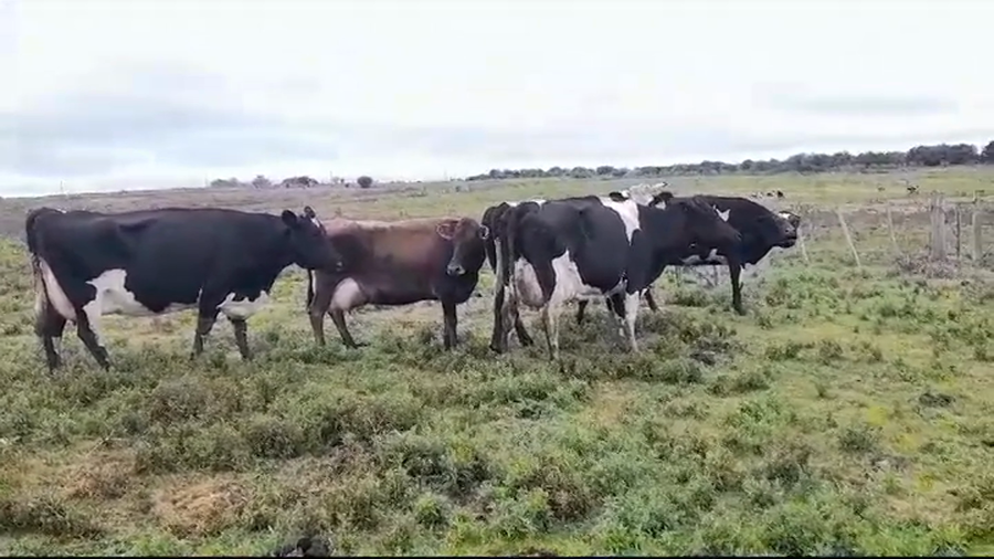 Lote VACAS INDUSTRIA