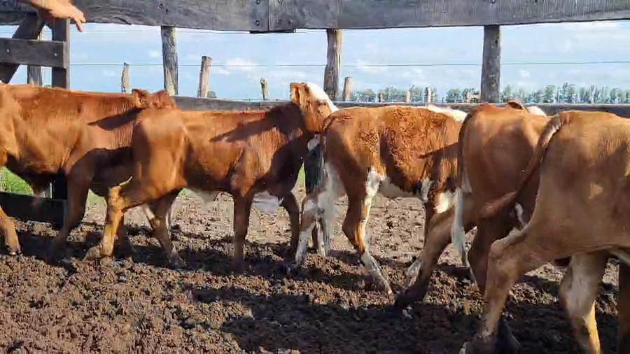 Lote 200 Terneros en Corrientes, Goya