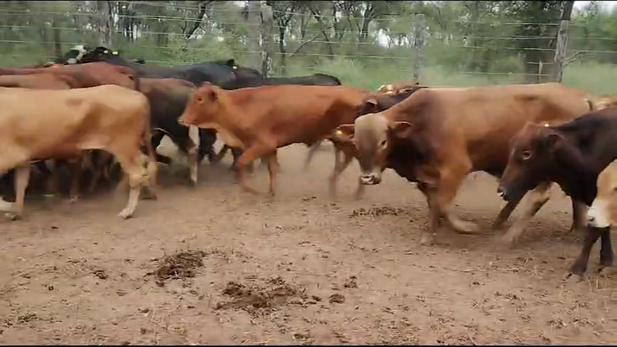 Lote 100 Novillitos en Quimilí, Santiago del Estero