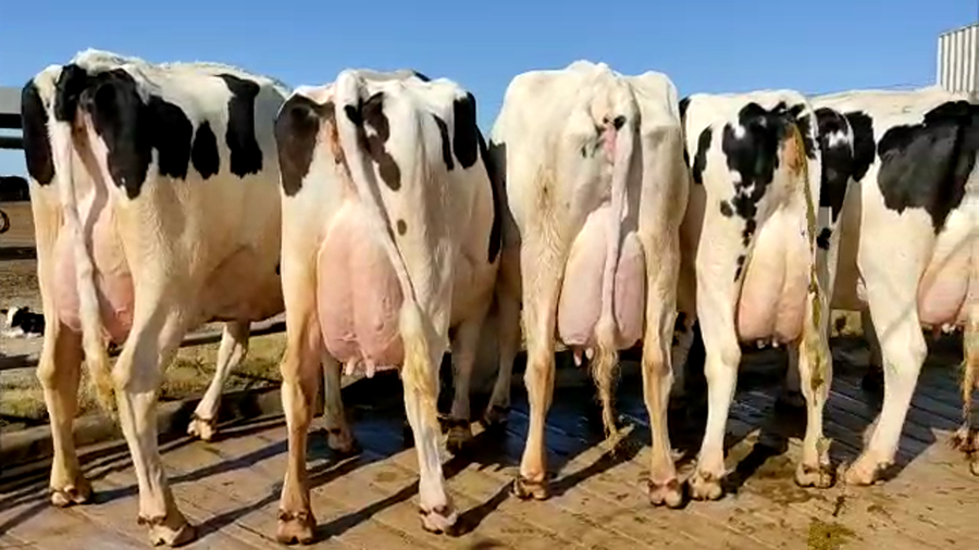 Lote Don Simon - Vacas En Produccion