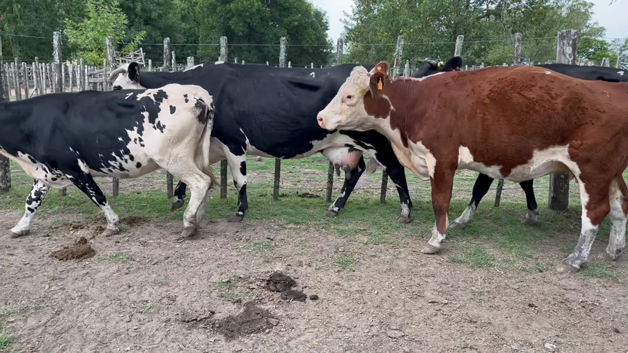 Lote 6 Vacas de Invernada