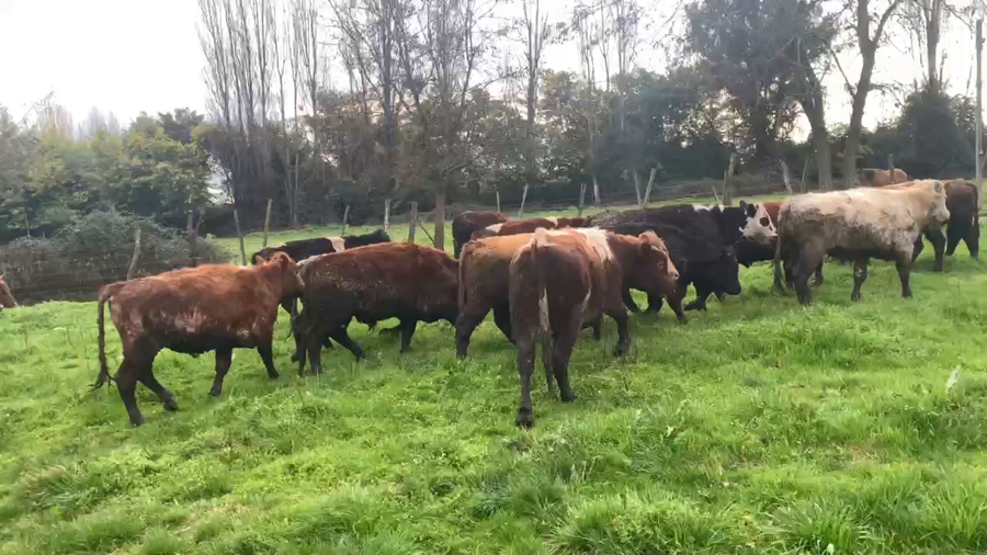Lote 30 Novillo Engorda en Linares, VII  Región Maule