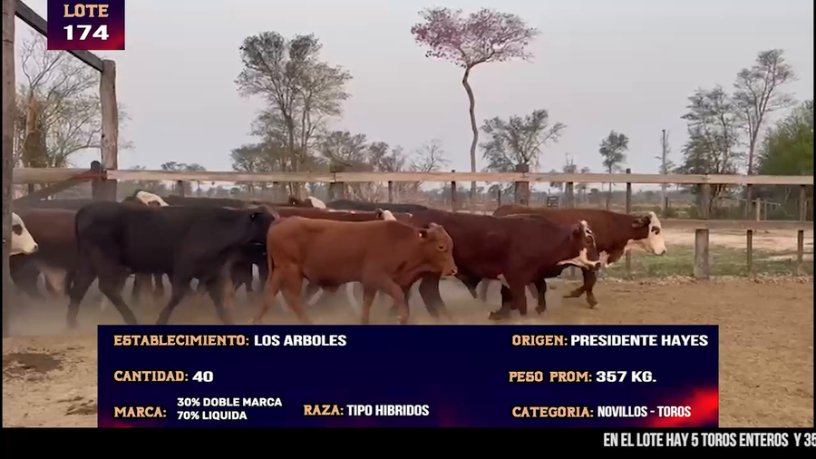 Lote LOTE 174 -  5 TOROS Y 35 NOVILLOS CBO 1