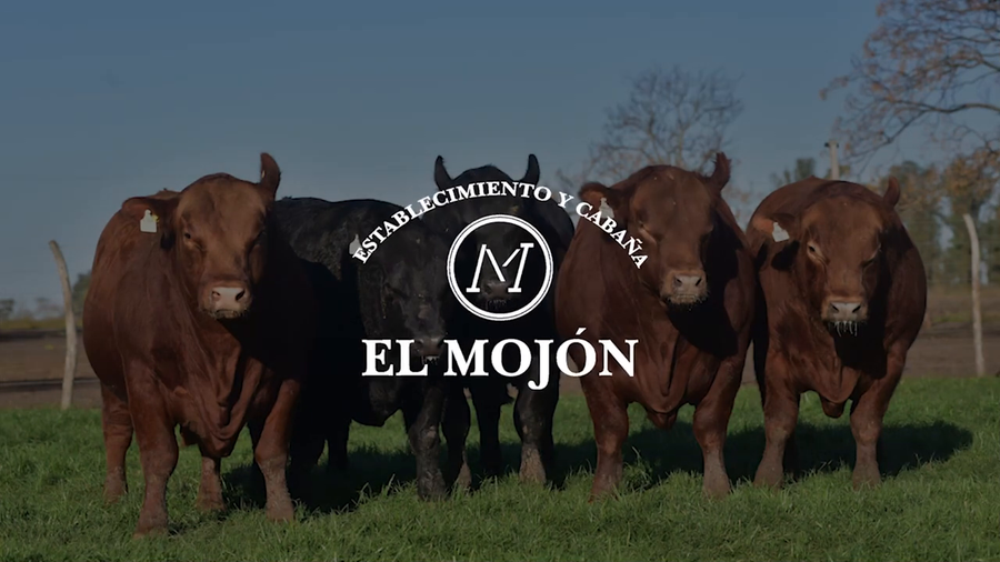 Lote NEGRAS PREÑADAS PARIDAS
