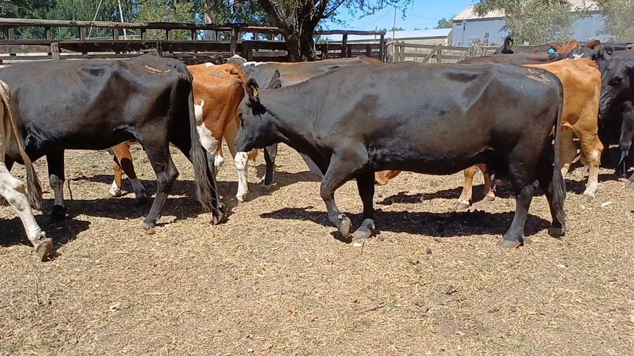 Lote 40 Vacas de invernar en Villa Elisa, Entre Ríos