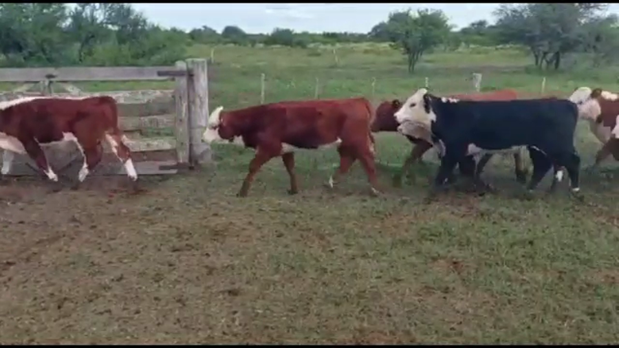 Lote 60 machos y hembras en La Paz, Entre Ríos