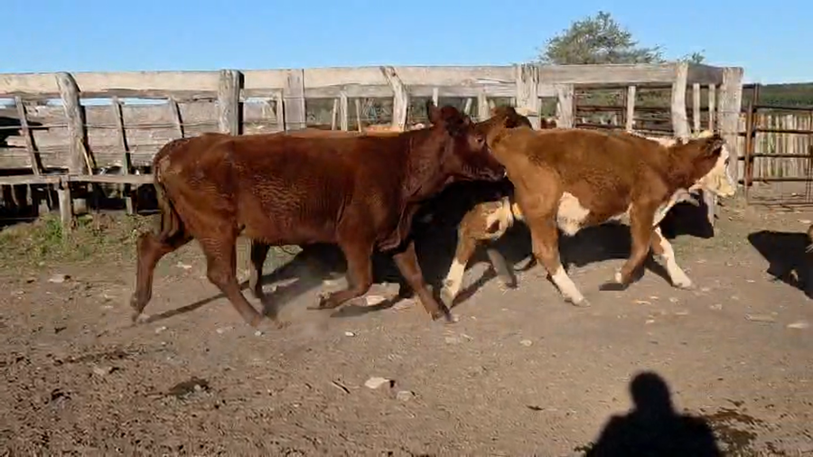 Lote 32 Vacas de invernar