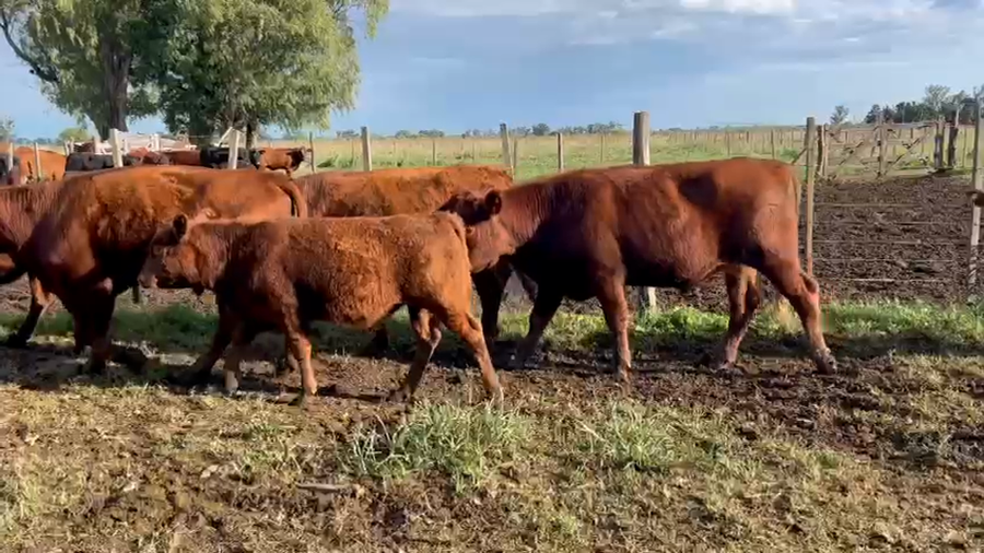 Lote 18 TORITOS Y NOVILLITOS