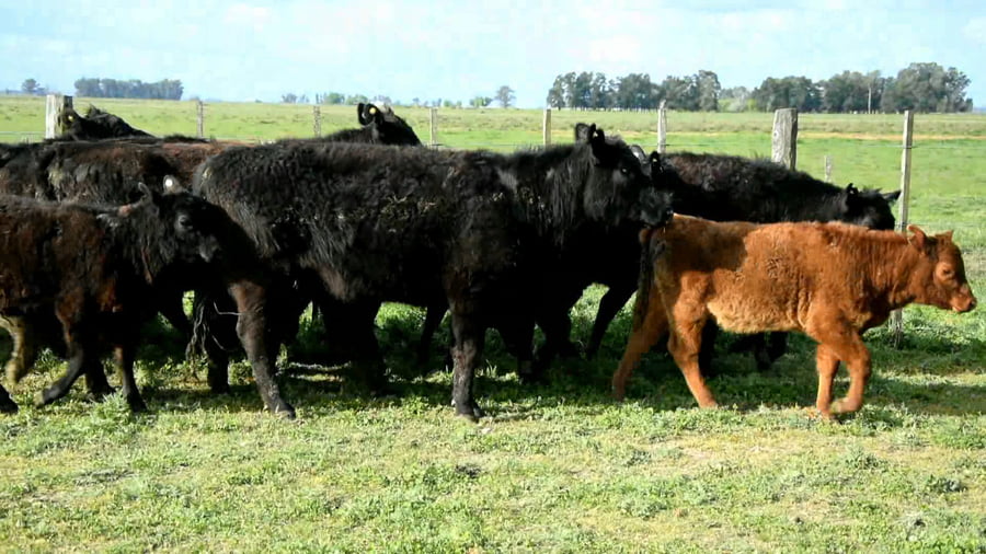 Lote Vaquillonas generales paridas