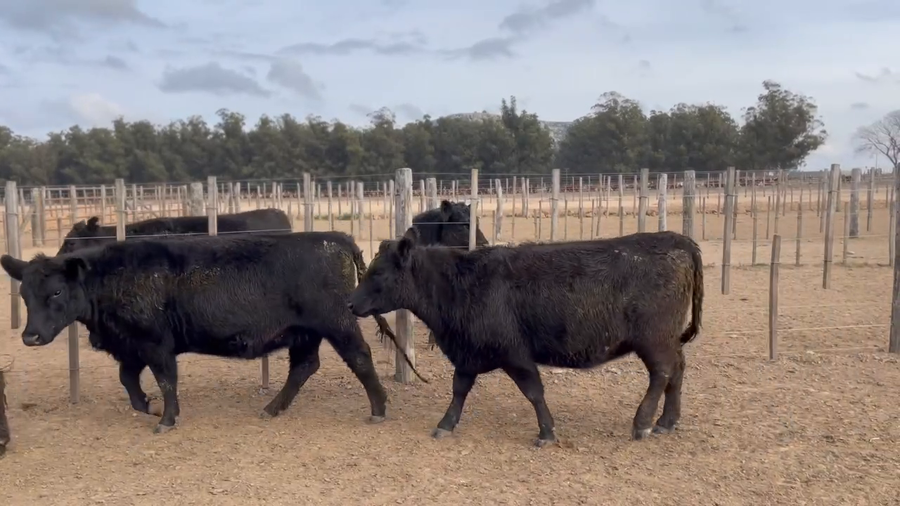 Lote 52 Vaquillonas C/ gtia de preñez en Balcarce, Buenos Aires