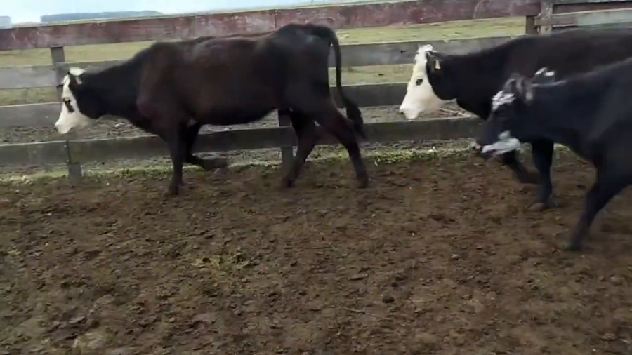 Lote Vacas de Invernada