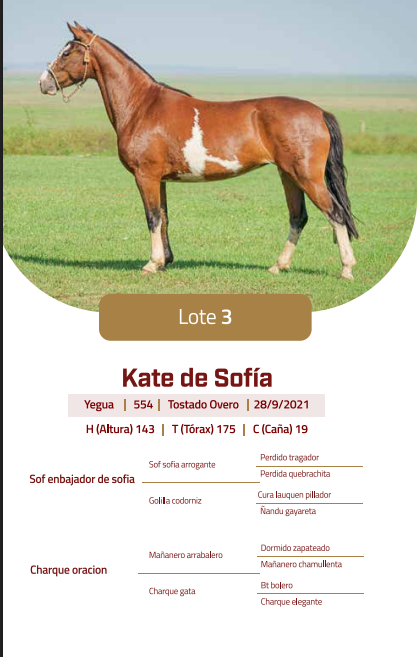 Lote LOTE 3