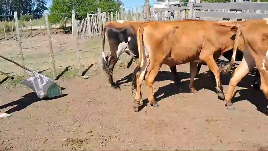 Lote 5 novillos kiwii