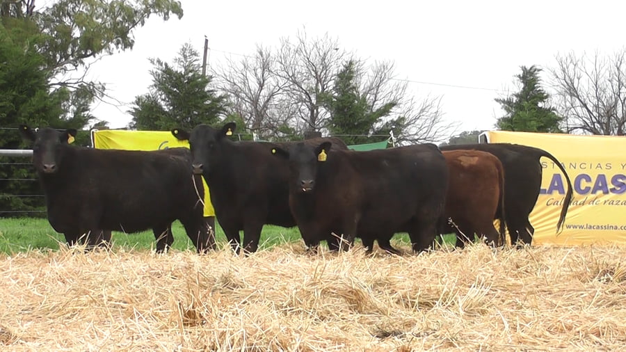 Lote VACAS ANGUS PC PREÑADAS SERVICIO OTOÑO