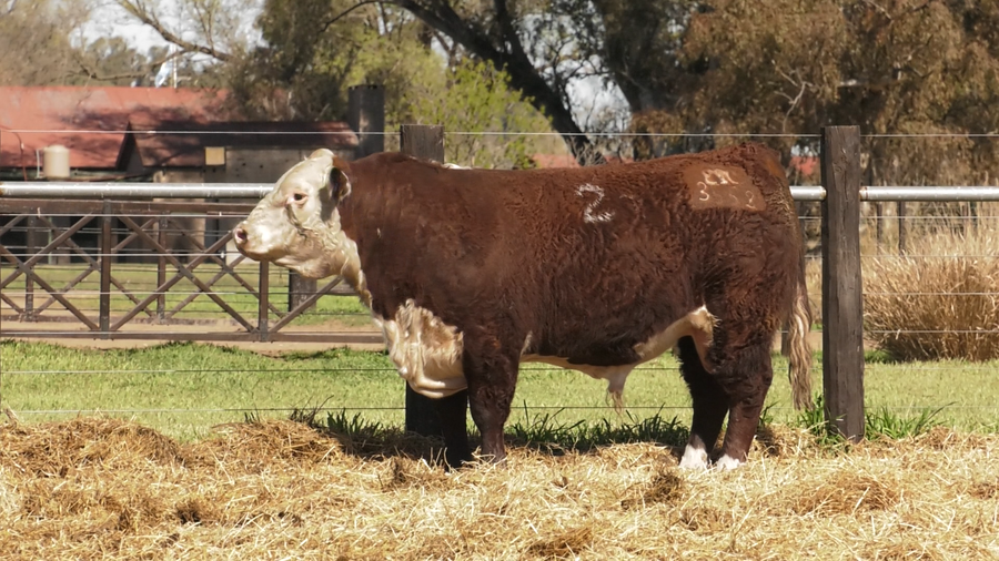 Lote TOROS P. HEREFORD PURO REGISTRADO
