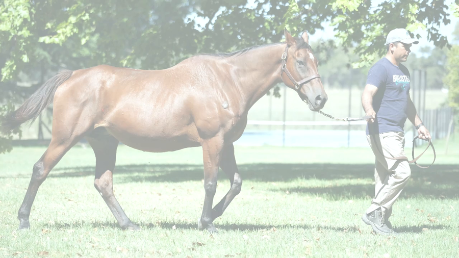 Lote BURG BEND (JOHANNESBURG -  HIDDEN BEND) preñez de GIDU