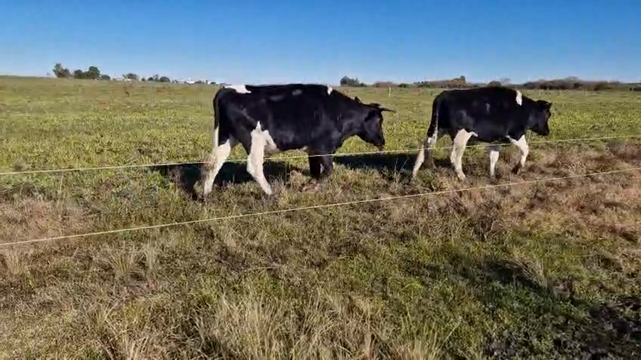 Lote 8 Novillos Holando a remate en Pantalla Camy en Mundo Azul