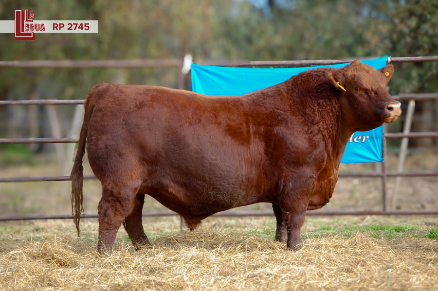 Lote TOROS ANGUS  PP