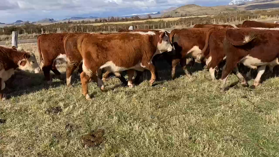 Lote 45 Novillo Engorda en Coyhaique, XI Región Aysén