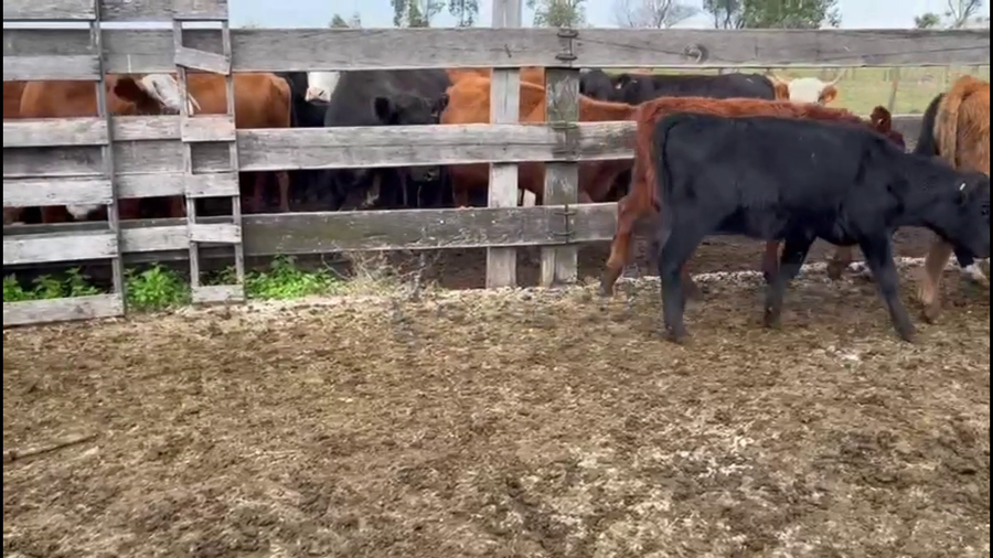 Lote TERNEROS/AS