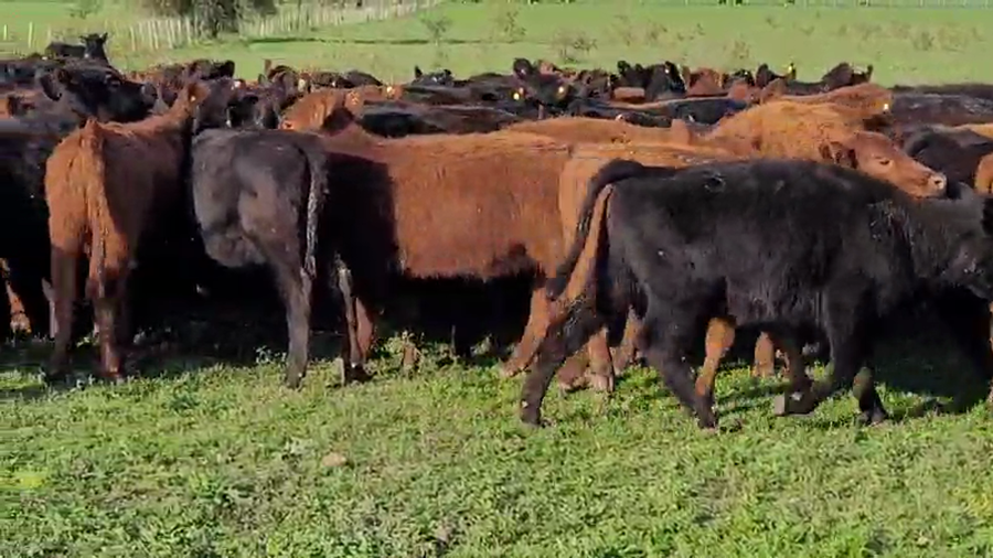 Lote 250 Terneras en Villaguay, Entre Ríos