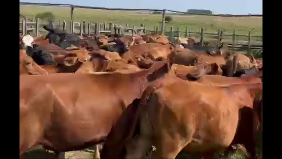 Lote 100 Vaquillonas