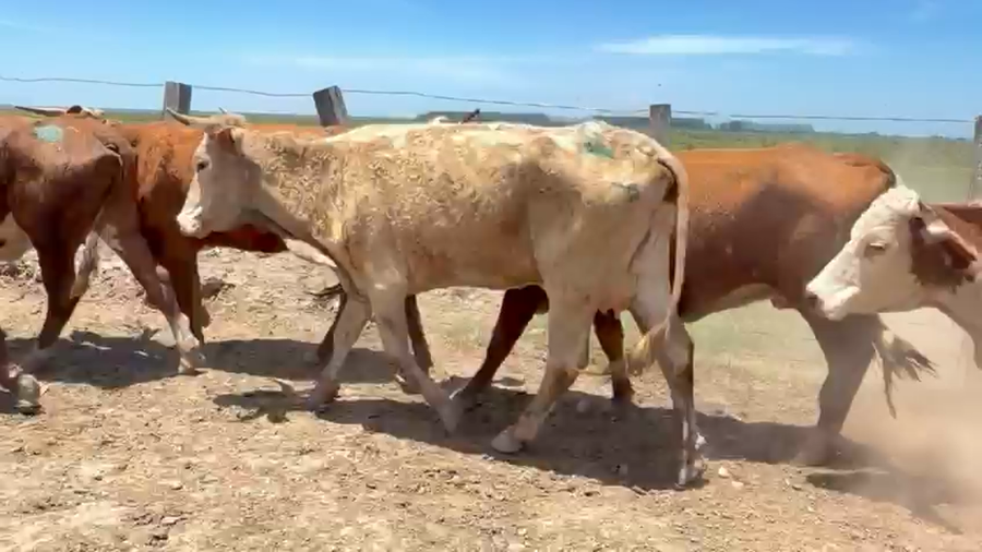 Lote 27 Vacas de invernar en Corrientes, Tapebicuá