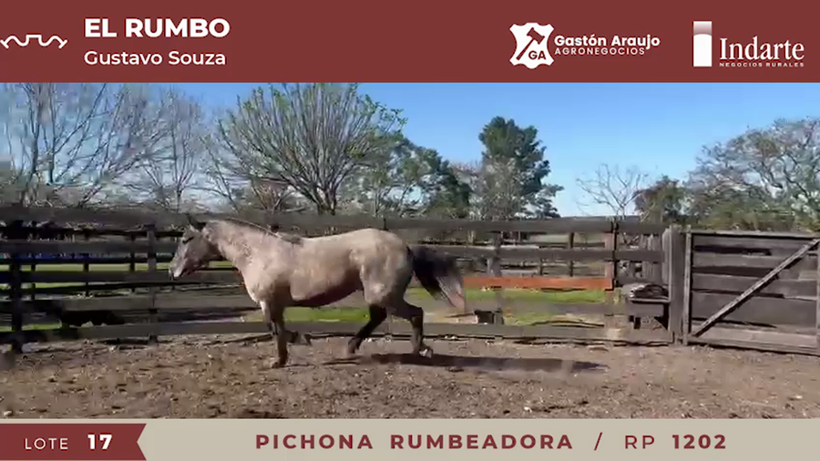 Lote PICHONA RUMBEADORA
