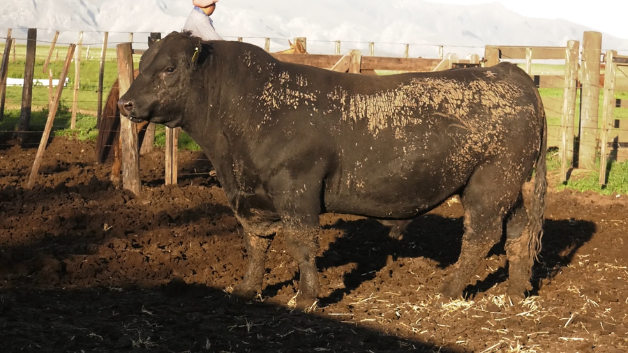 Lote TOROS PUROS CONTROLADOS