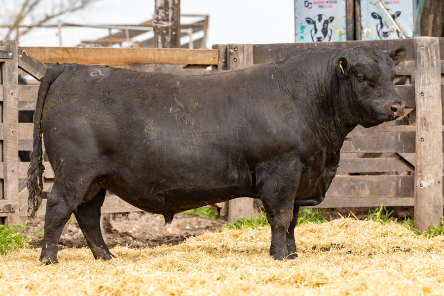 Lote Toro PC