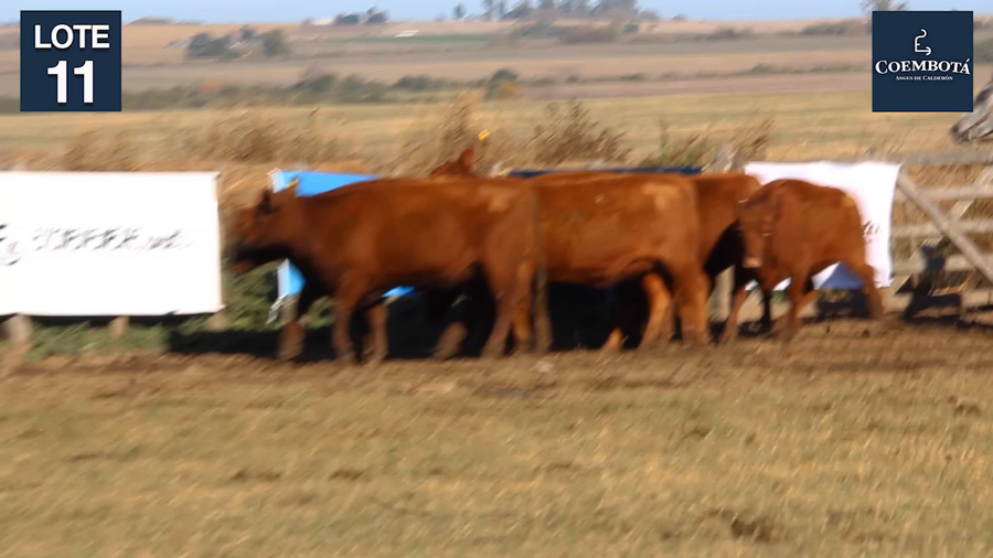 Lote CABAÑA "COEMBOTA" DE CALDERON VIENTRES PC Y MAS COLORADOS PREÑADOS