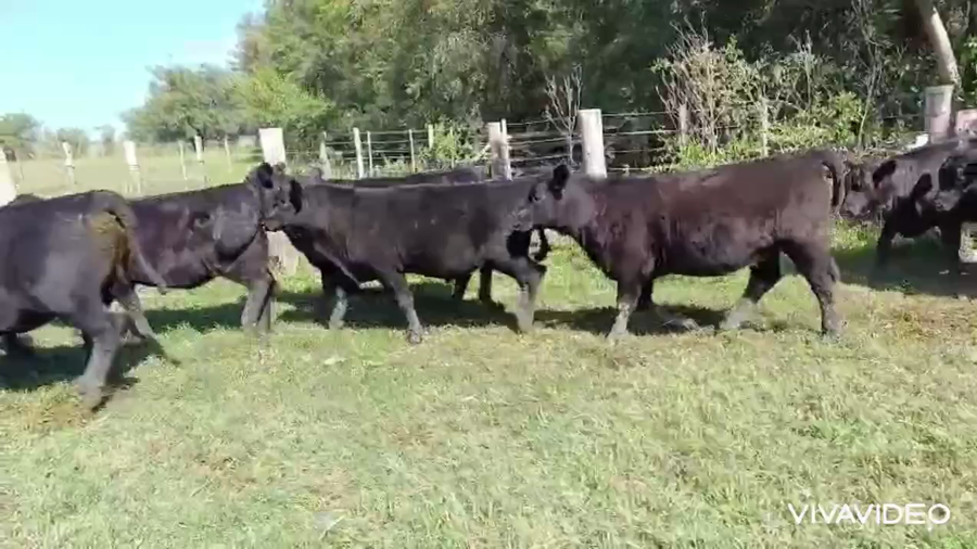 Lote 18 Terneros/as