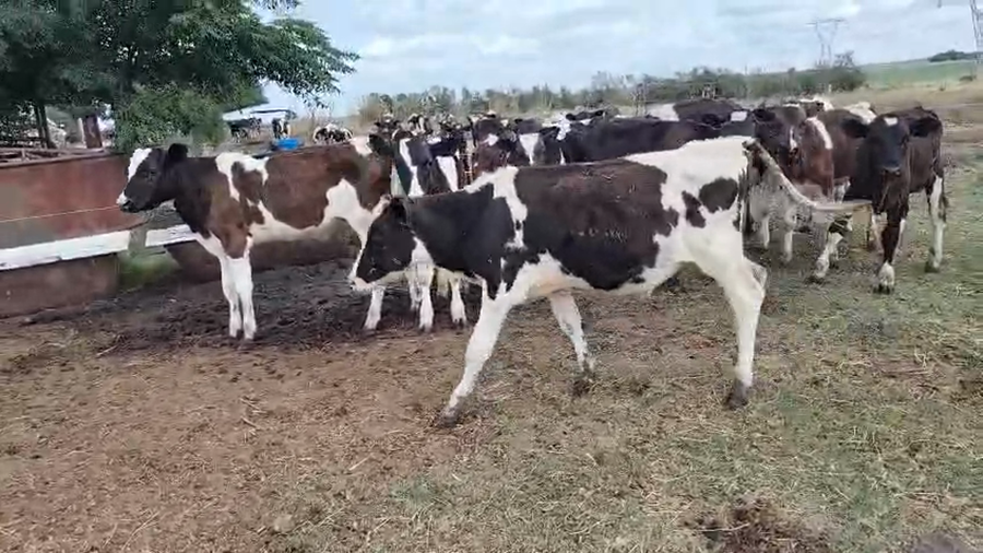 Lote 13 Terneros, San José